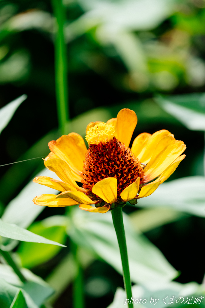 パイナップルフラワー