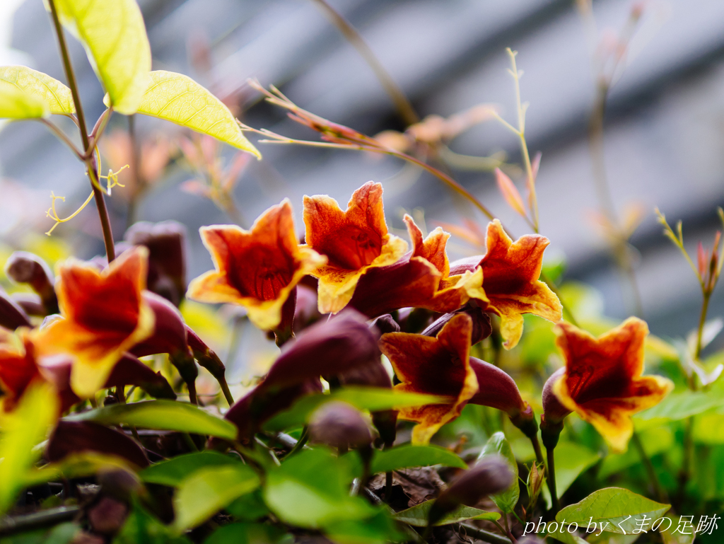 ツバメ舞うころ