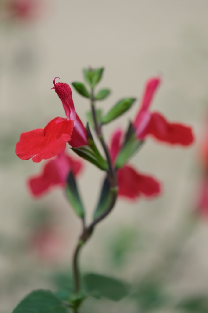 なんかちょうだい