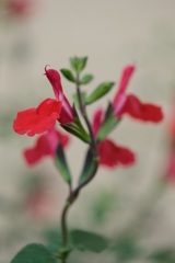 なんかちょうだい