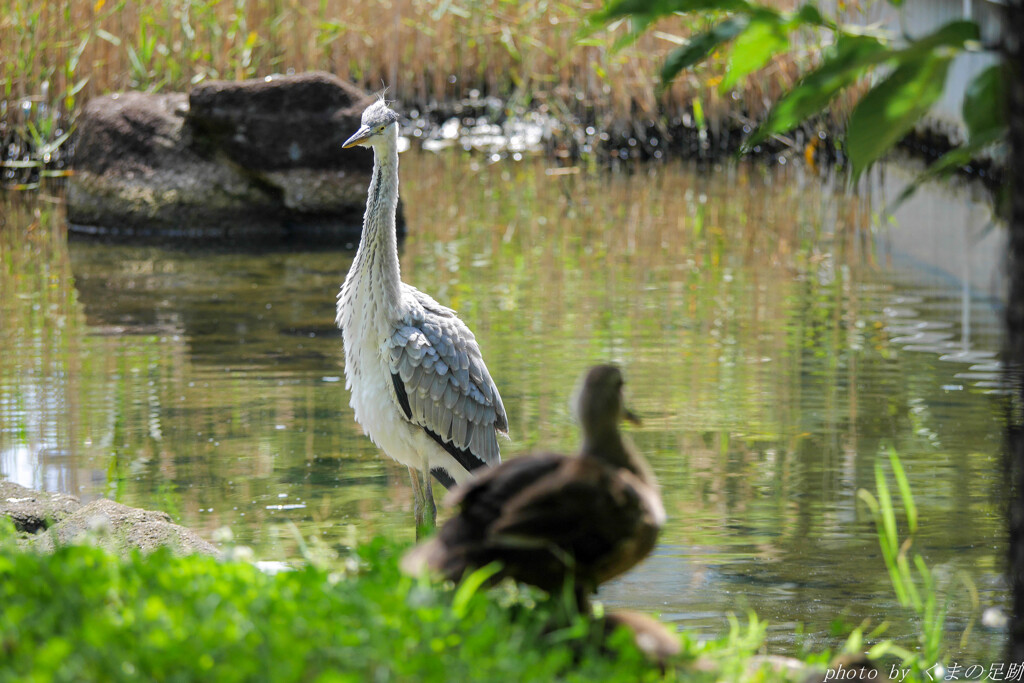 ペリカン目とカモ目