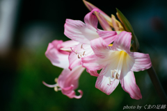 レンズに萌える