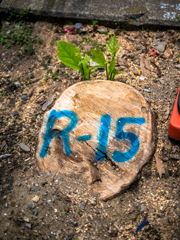 Ｒ-１５指定