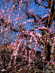 枝垂れ咲く：PANA 45-175mm