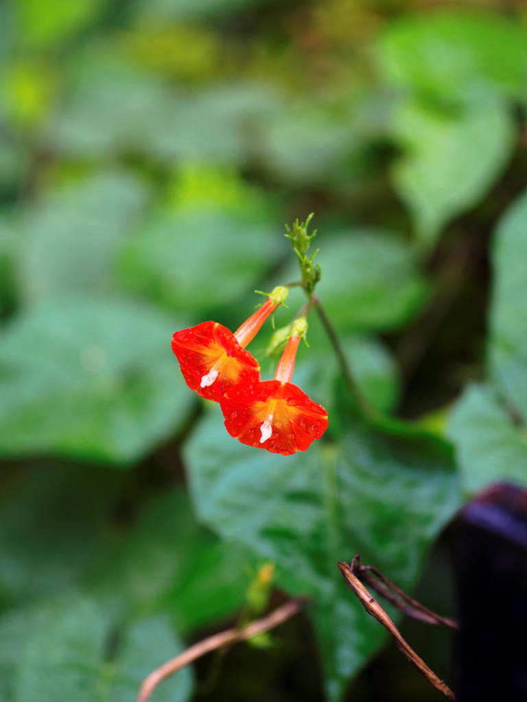 雨のファンファーレ