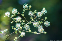 小さな花火大会