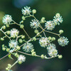 小さな花火大会