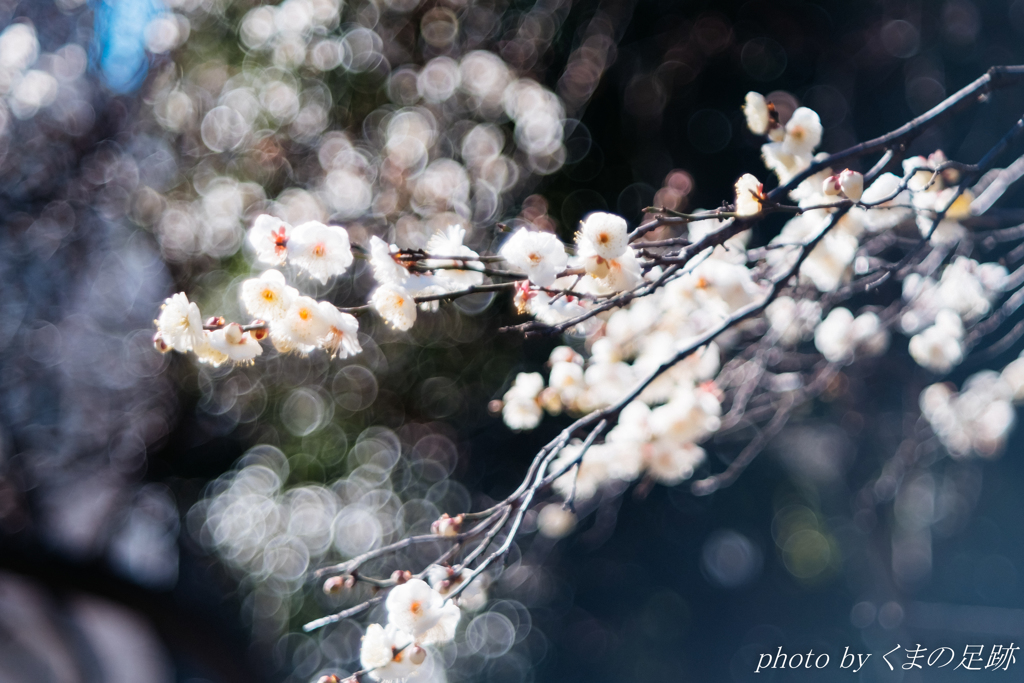 朧白梅