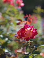 Autumn rose ⅩⅢ