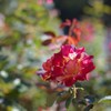 Autumn rose ⅩⅢ