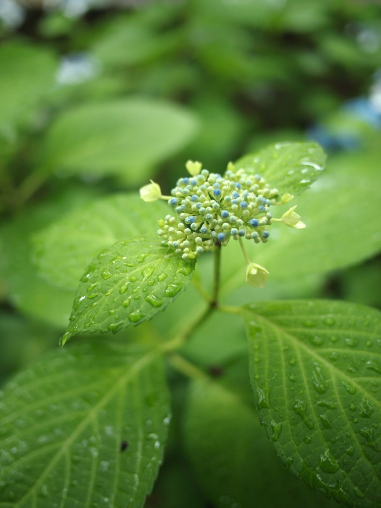 Rainy Day ⅩⅣ