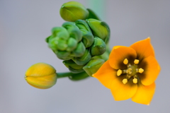 ちょっとウルトラマン