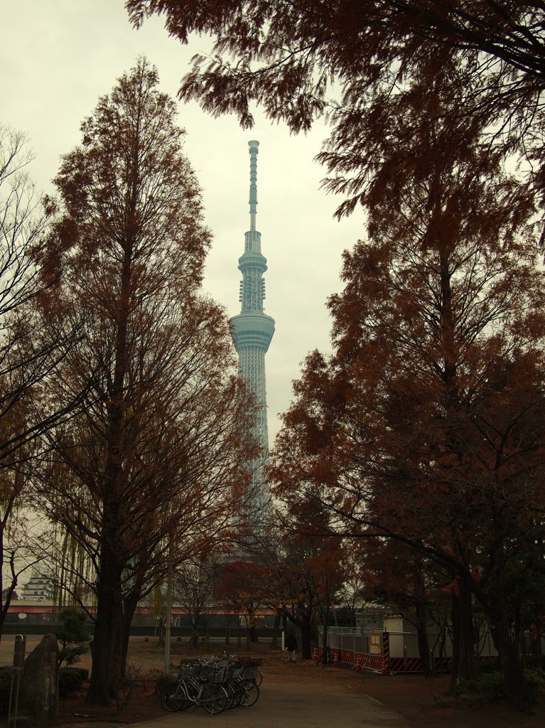 冬宙樹