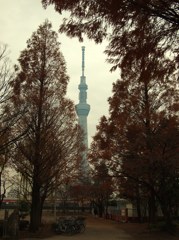 冬宙樹