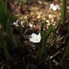 春の足元　落桜花