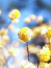春の鼓動ⅩⅩⅡ