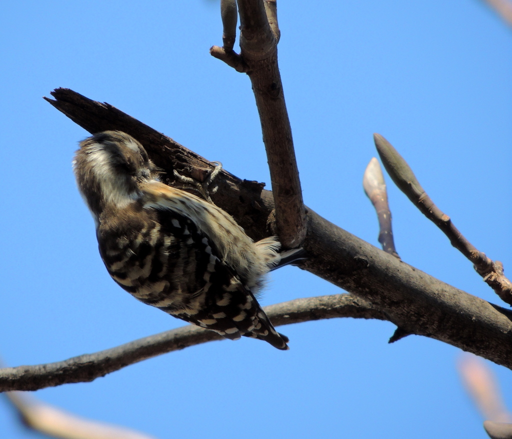 森のモールス信号