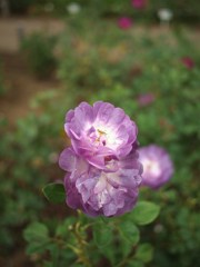 Autumn rose ⅩⅨ