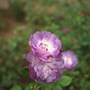 Autumn rose ⅩⅨ
