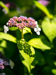 どらいふらわあ