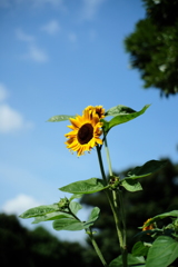 まちどおしい夏休み