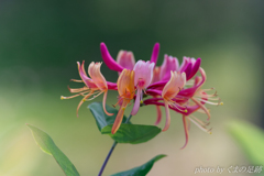 メリーゴーランド