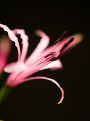 再現出来ませんが･･･