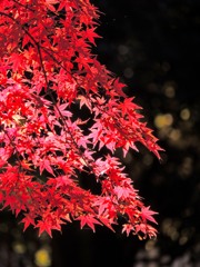 紅と黄玉