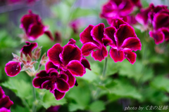 何が違うの？･･･禁句です