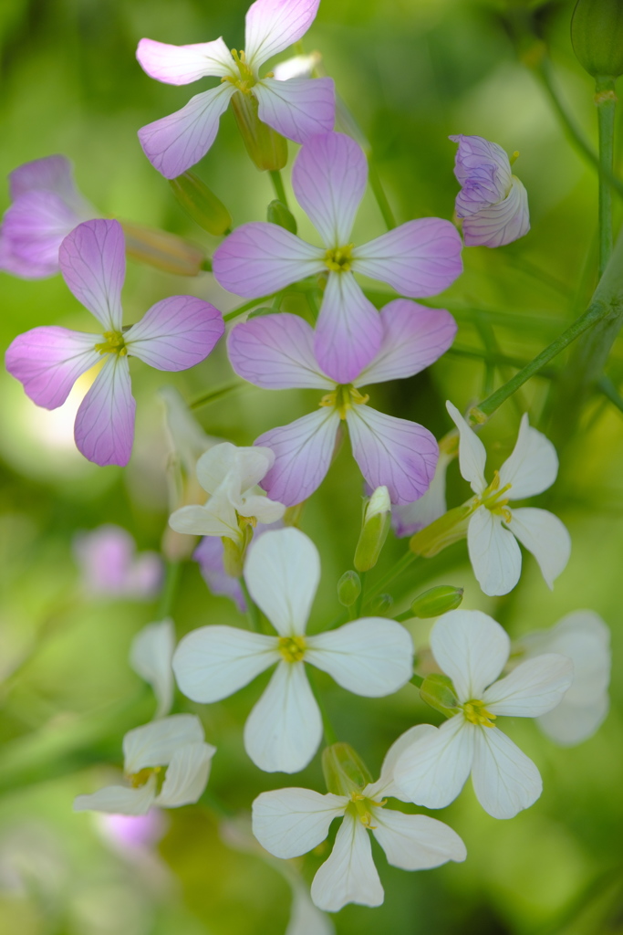 花文様