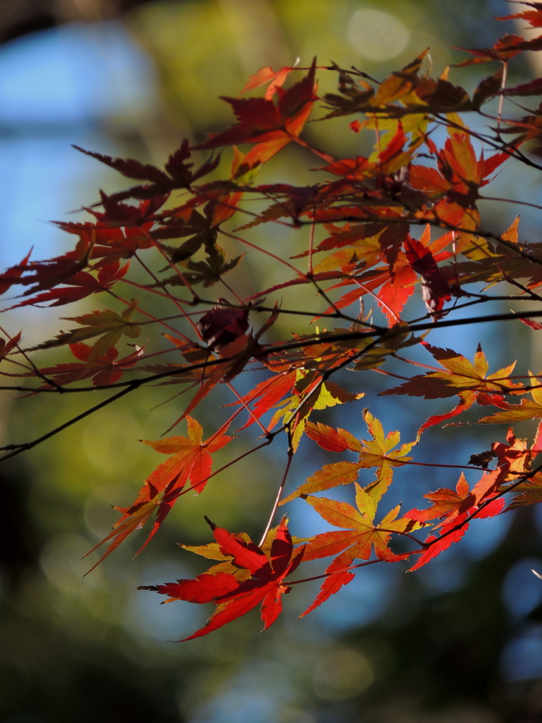 いろはにほへと