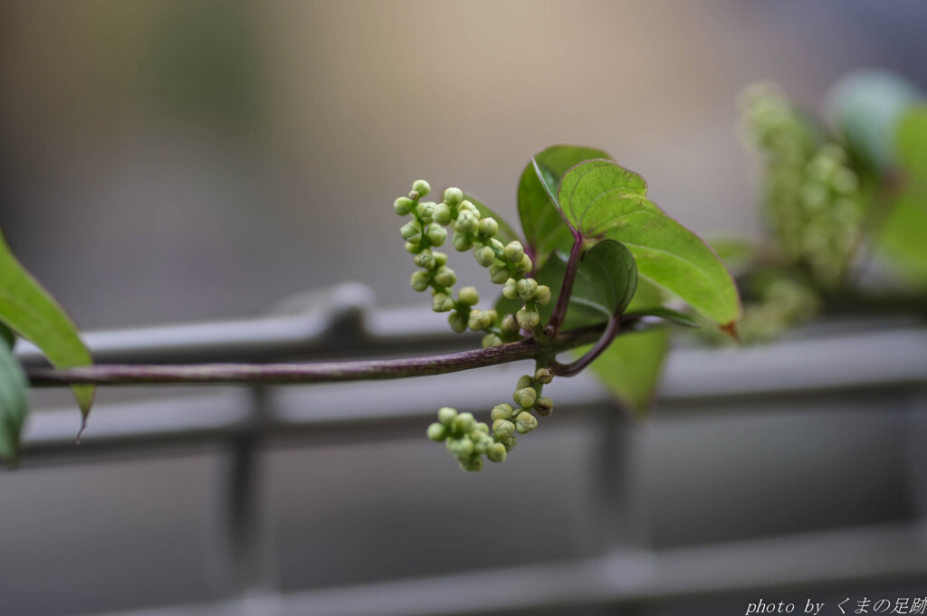 むかごの雄花