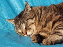 おしごと・おしごと