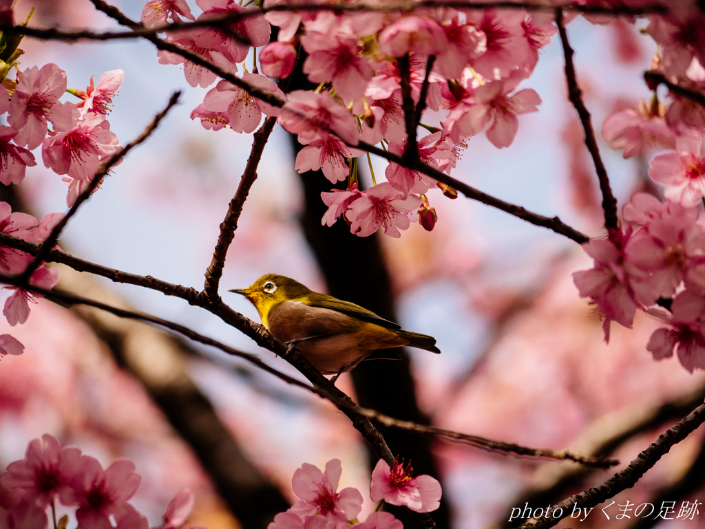 ぱんだ鳥