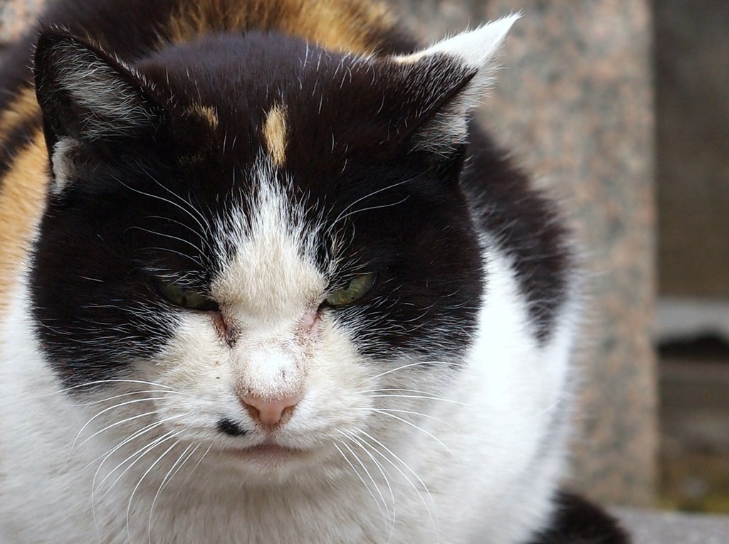 おやぶんさん？