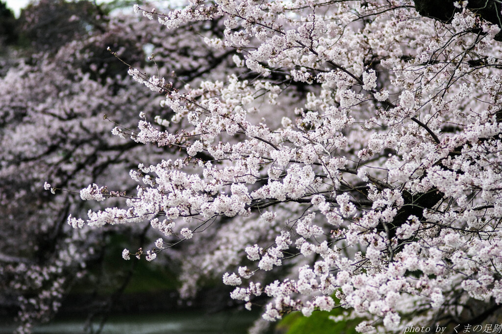 この春、この桜