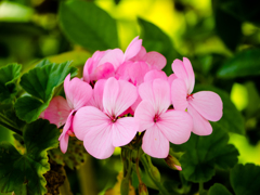 ピンクのはーと