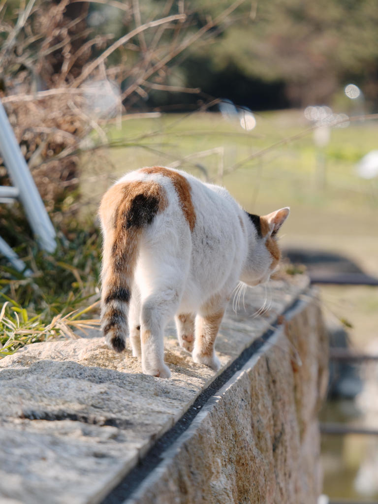 朝のおさんぽ