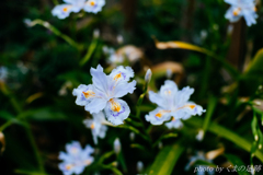 Flowering too early