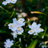 Flowering too early