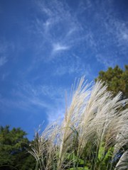 天高く