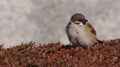 鳥みんぐ