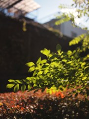冬照葉 弐拾