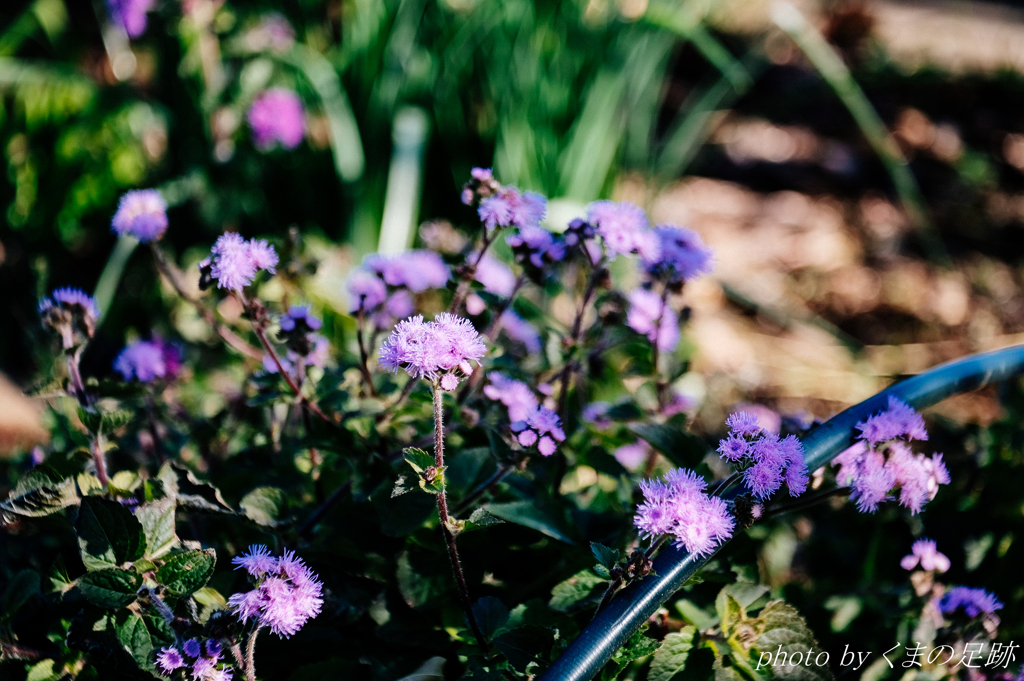 とりあえずいこっか