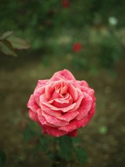 Autumn rose ⅡⅩ