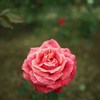 Autumn rose ⅡⅩ