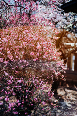 春の陽射しは今