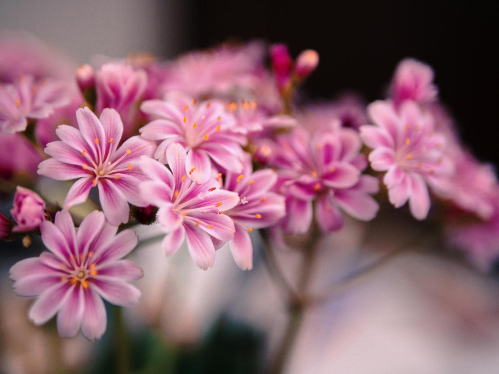 愛花