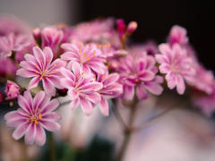 愛花