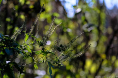 晩秋のひかりを楽しむ